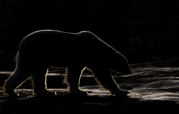 Картинка свет, темнота, утро, тени, белый медведь