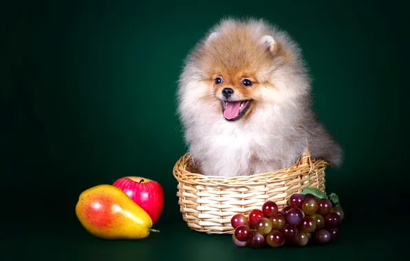 Картинка корзина, собака, щенок, фрукты, шпиц