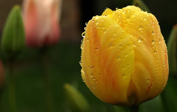 Картинка цветок, капли, макро, желтый, тюльпан