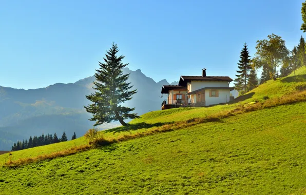 Картинка зелень, лес, трава, солнце, деревья, горы, склон, Италия