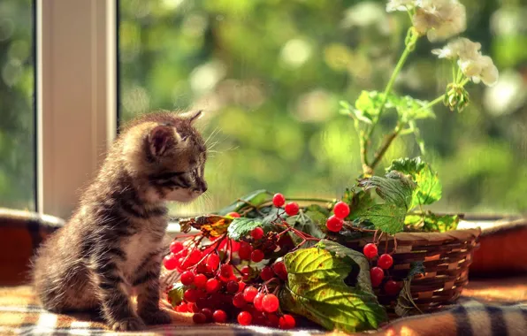 Котенок, окно, сидит, калина
