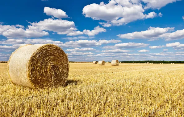 Поле, небо, пейзаж, природа, фон, widescreen, обои, поля