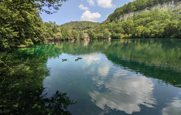 Лес, утки, голубое озеро
