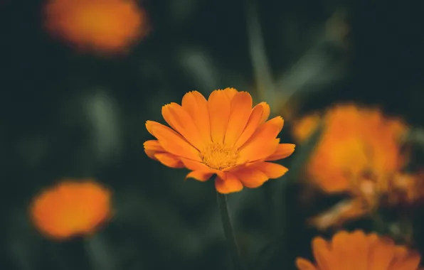 Макро, Цвет, Цветок, Растение, Растения, Flower, Color, Flora