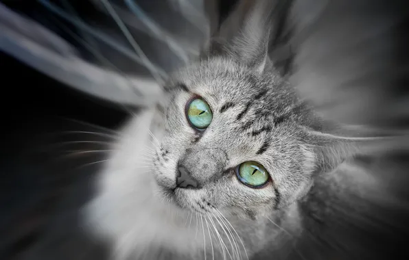Кошка, глаза, зеленые, серая, смотрит