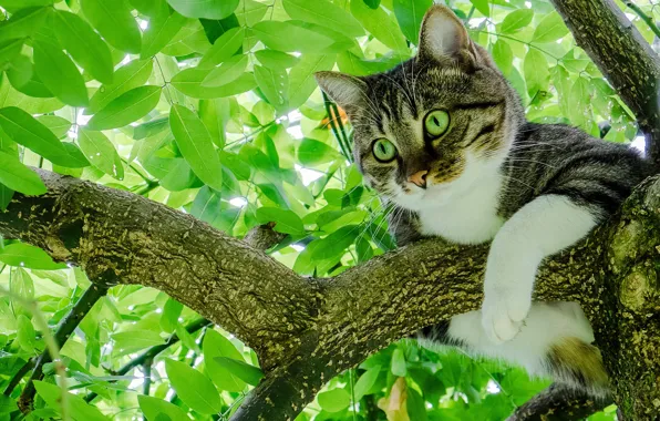 Картинка кошка, кот, листья, дерево, листва, на дереве