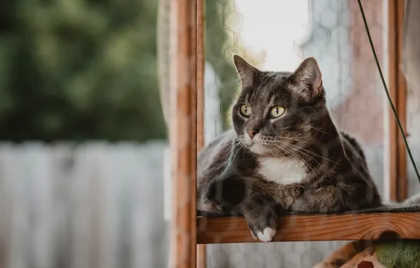 Картинка кошка, кот, взгляд, морда, серый, рама, окно