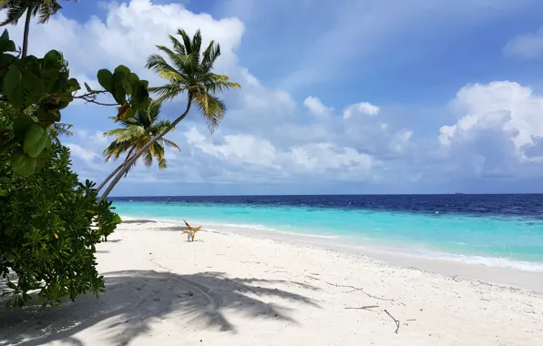 Пляж, тропики, пальмы, красота, белый песок, oстров, Мaldives