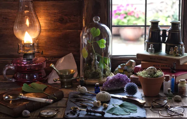 Кристалл, наука, книги, лампа, яйцо, растения, окно, очки