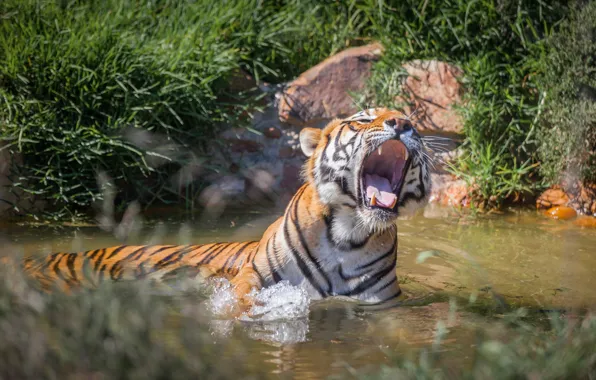 Картинка тигр, хищник, пасть, оскал, в воде, рык