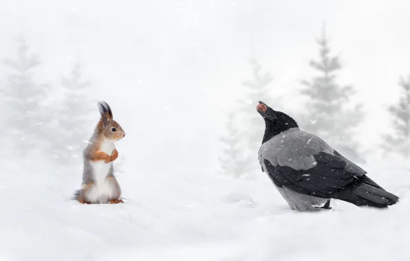 Картинка зима, снег, птица, орех, белка, рыжая, ворона