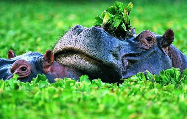 Картинка big, animal, Swamp-, Hippo