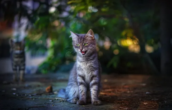 Кошка, парк, котенок, дерево, листва, пасть, сидит, полосатый
