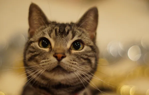 Картинка кошка, глаза, усы, взгляд, фон