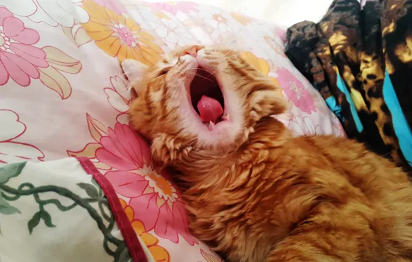 Кот, рыжий, зевает, сонный