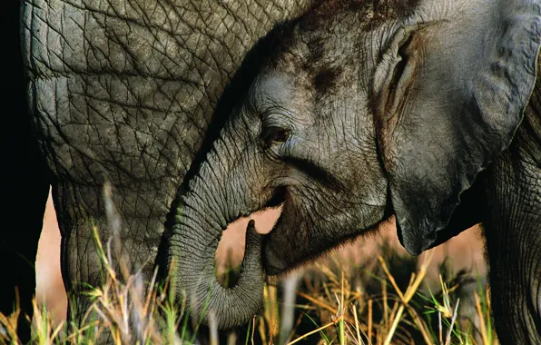 Слон, слоненок, elephant