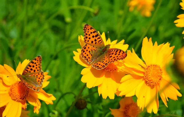 Картинка Весна, Бабочки, Цветочки, Flowers, Macro, Butterfly