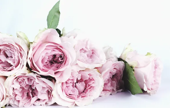 Розы, букет, pink, blossom, flowers, petals, bouquet, roses