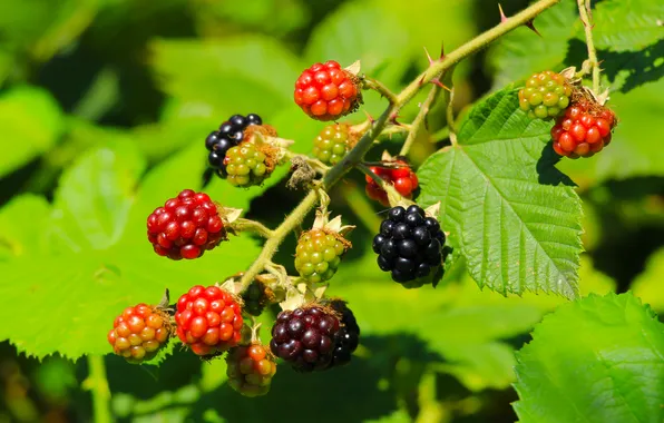 Green, black, fruit
