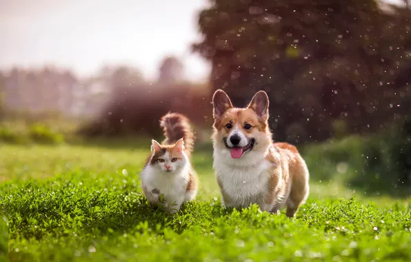 Кошка, кот, взгляд, природа, поза, собака, сад, парочка