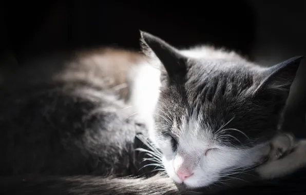 Кошка, кот, свет, спит, боке