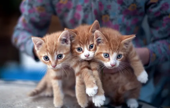Кошки, котята, три, трое, рыжые