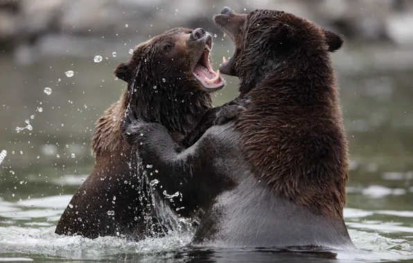 Медведи, water, look, bears