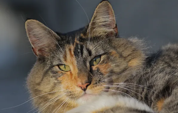Картинка кот, взгляд, мордочка, Норвежская лесная кошка