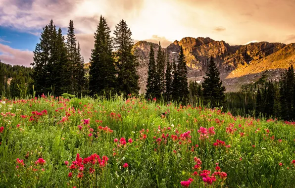 Деревья, пейзаж, цветы, восход, скалы, поляна, USA, штат Юта