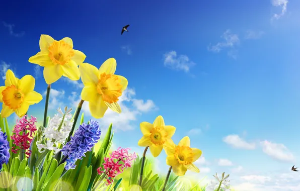Картинка небо, трава, солнце, цветы, весна, sky, flowers, нарциссы