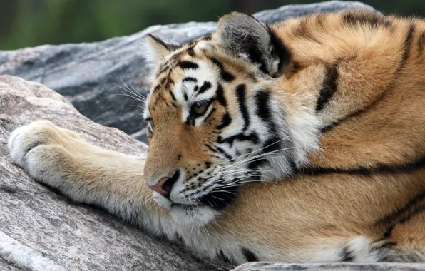 Картинка кошка, морда, тигр, отдых, камень, амурский тигр