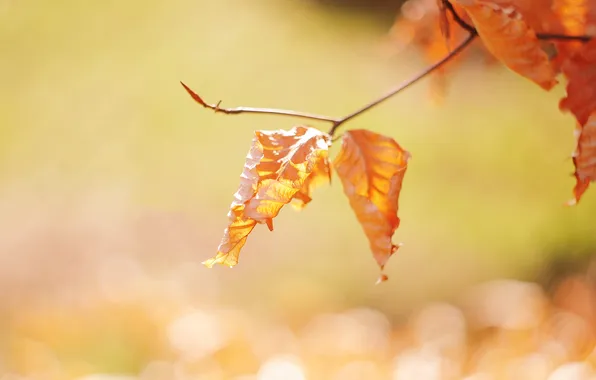 Картинка осень, листья, цвета, солнце, свет, блики, дерево, ветка