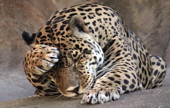 Animals, nature, cat, animal themes, brown and black leopard
