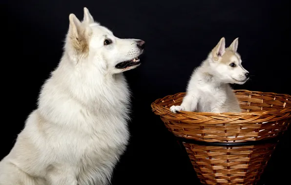 Картинка собаки, белый, взгляд, поза, корзина, две, собака, малыш