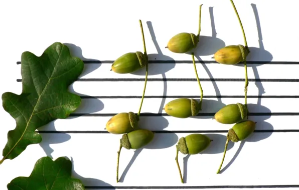 Музыка, фон, желудёвая песня