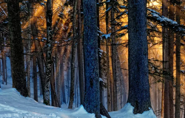 Картинка зима, лес, свет, деревья, природа