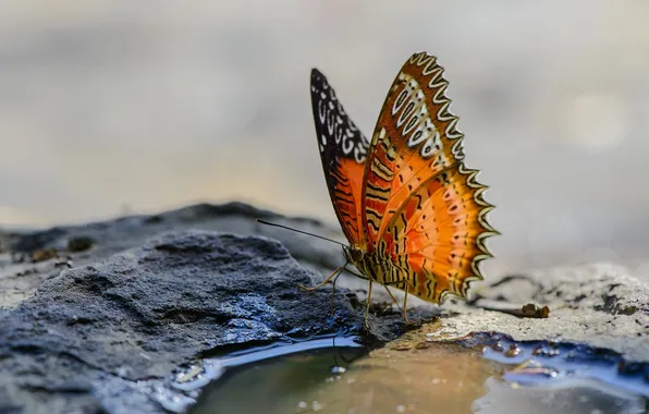 Картинка природа, фон, бабочка