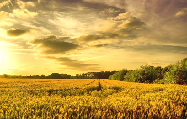 Картинка пшеница, поле, золото