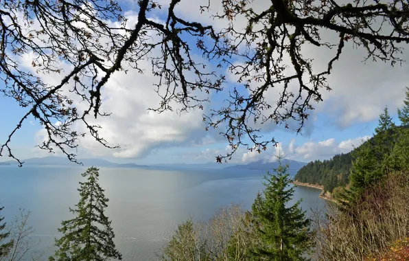 Лес, горы, озеро, ветви