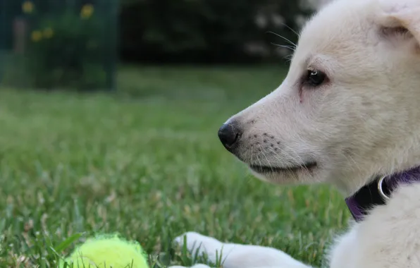 Картинка Трава, Собачка, Dog