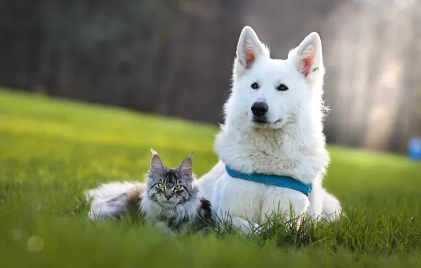 Кошка, трава, кот, взгляд, природа, поза, серый, вместе