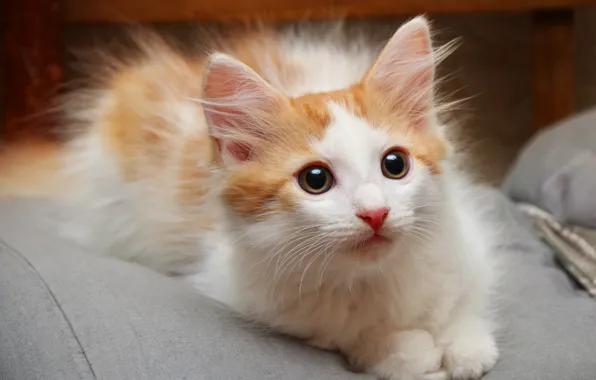 Котенок, пушистый, пятнистый