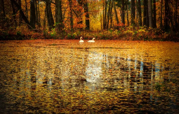 Картинка лебеди, птицы, листва, озеро, листопад, осень