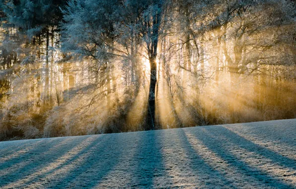 Картинка зима, иней, лес, лучи, свет, деревья, Швейцария, тени