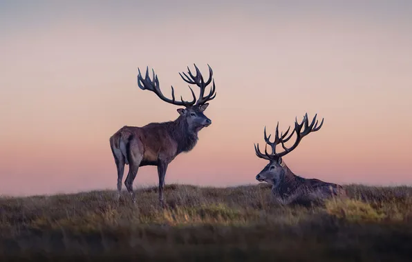 Two, animal, reindeers-