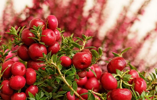 Красный, природа, ягоды