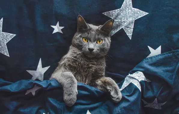 Кошка, кот, взгляд, звезды, поза, темный фон, серый, лапы