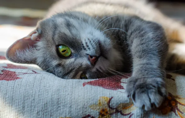 Кошка, кот, взгляд, поза, серый, кровать, портрет, покрывало