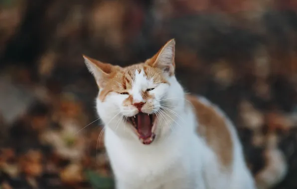 Кот, рыжий, зевает