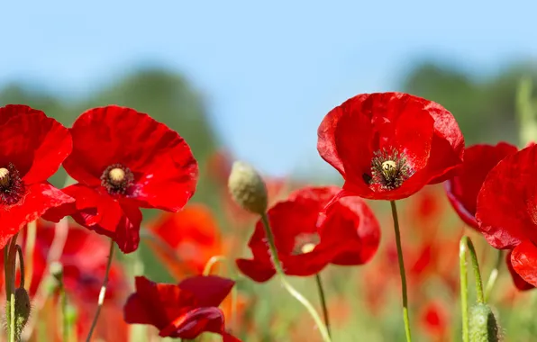 Картинка red, summer, object, nature, spring, poppy, plant, petal